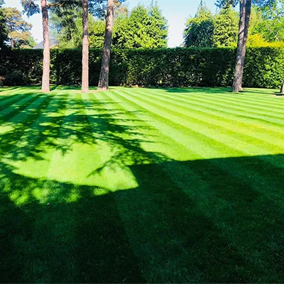 trees and grass