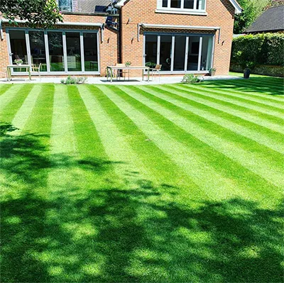 grass and house